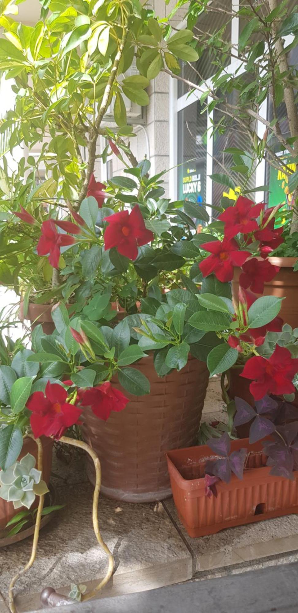 Villa Pedja Zec Exclusive 3+ Budva Zewnętrze zdjęcie
